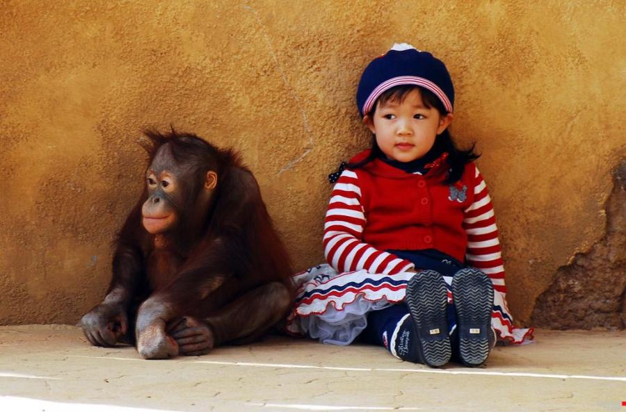 900x593, 82 Kb / ребёнок, обезьяна, девочка, орангутанг