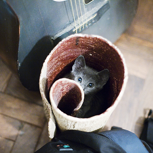 500x500, 179 Kb / кот, рулон