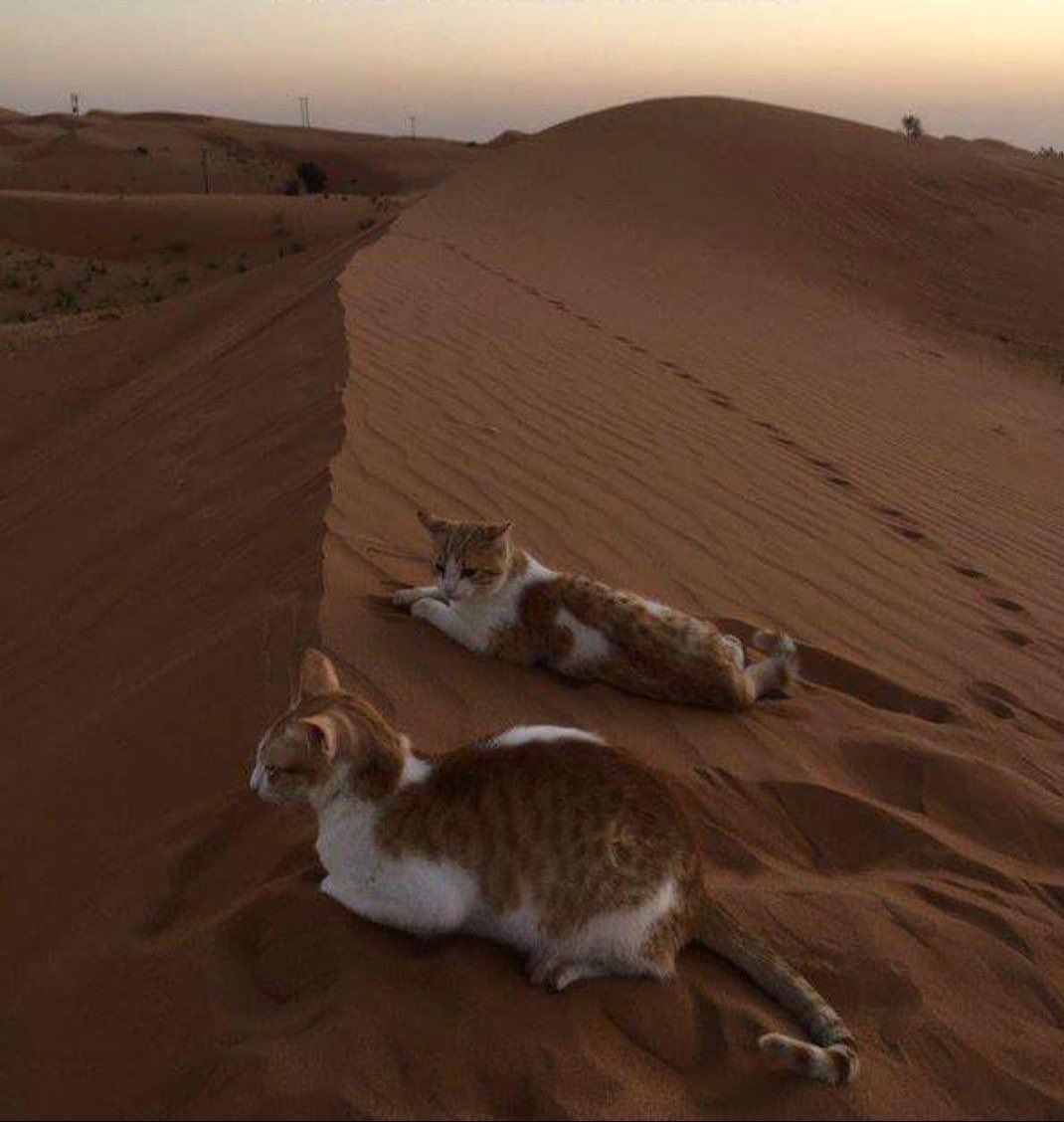 1070x1128, 103 Kb / Котики, песок, барханы