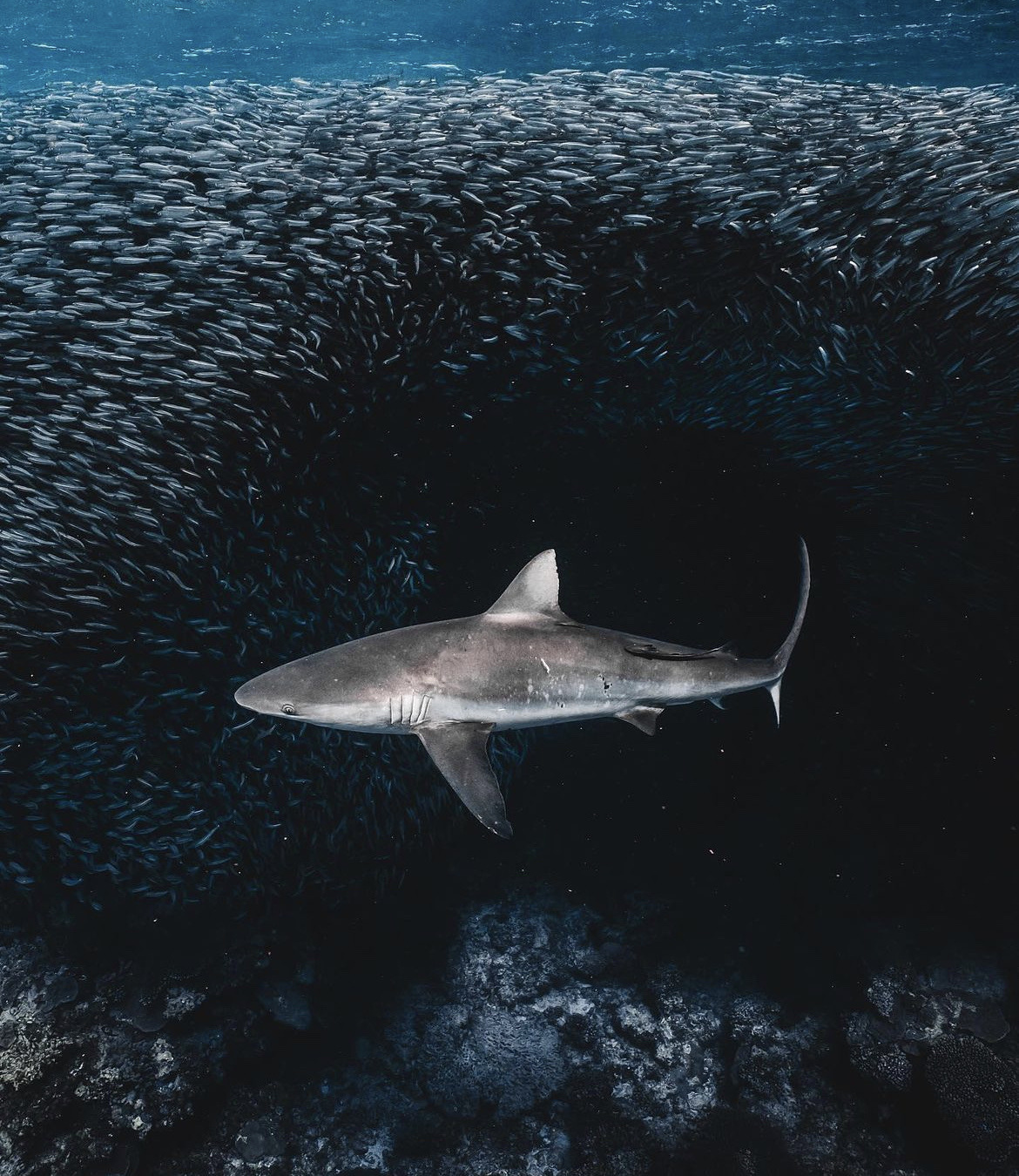 1170x1350, 496 Kb / акула