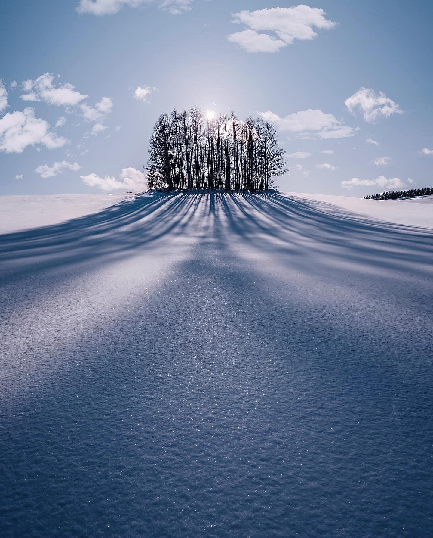 1440x1787, 434 Kb / Дерево, снег, лес, тень, солнце, колок