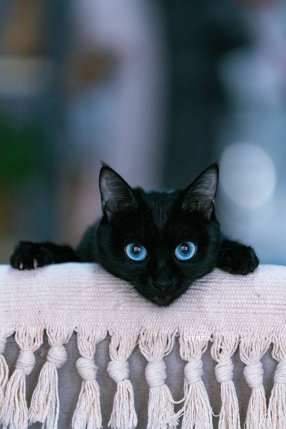 564x846, 60 Kb / кот, кошка, глаза, накидка, рюши