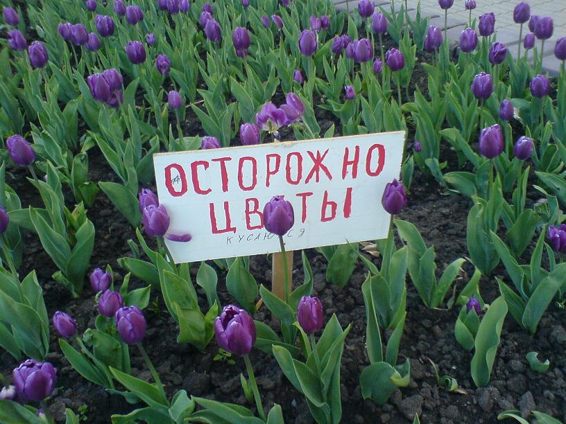 816x612, 115 Kb / цветы, кусаются