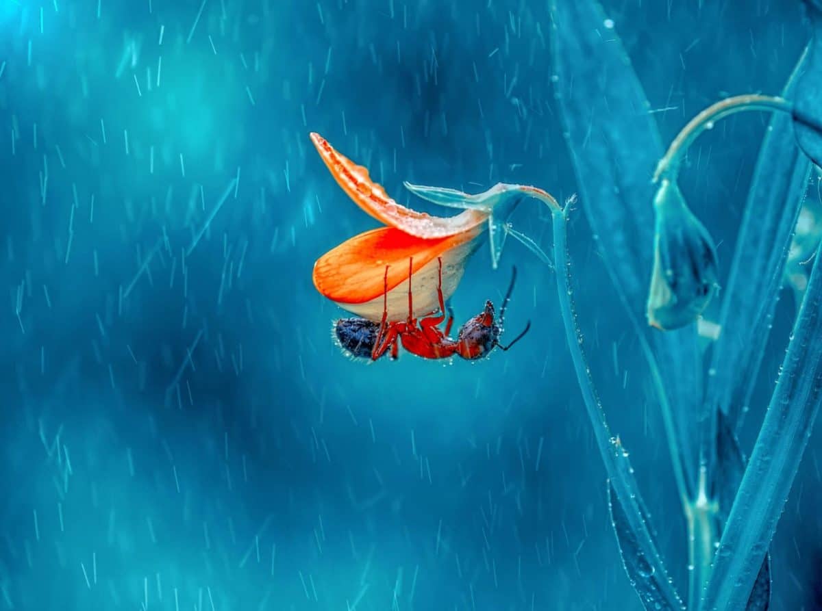 1200x893, 56 Kb / муравей, цветок, дождь