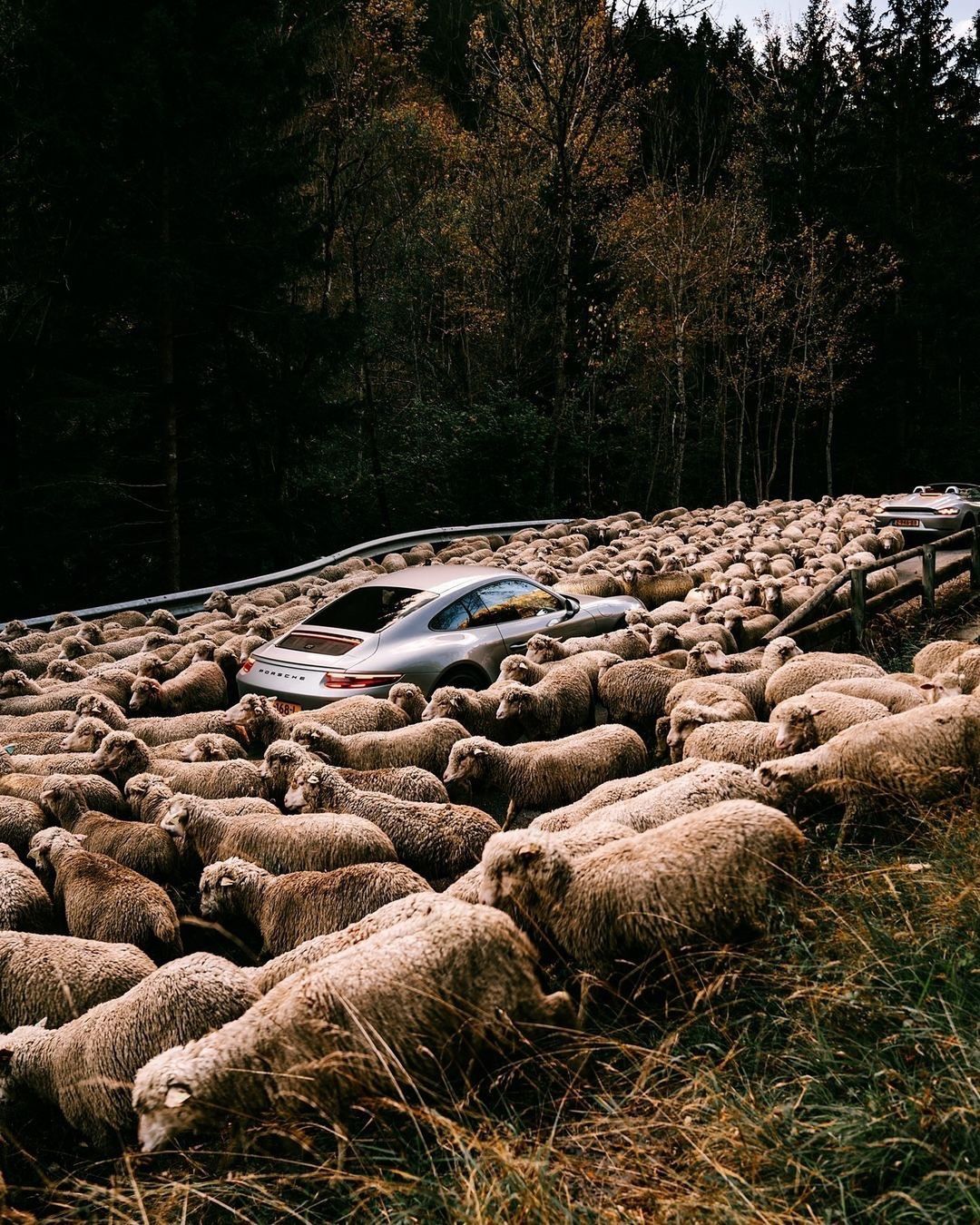 1080x1350, 392 Kb / Автомобиль, стадо, овца, лес, дорога, Porsche, отара