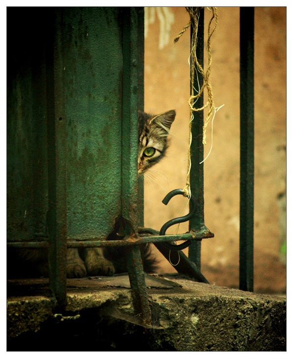 595x728, 263 Kb / кот