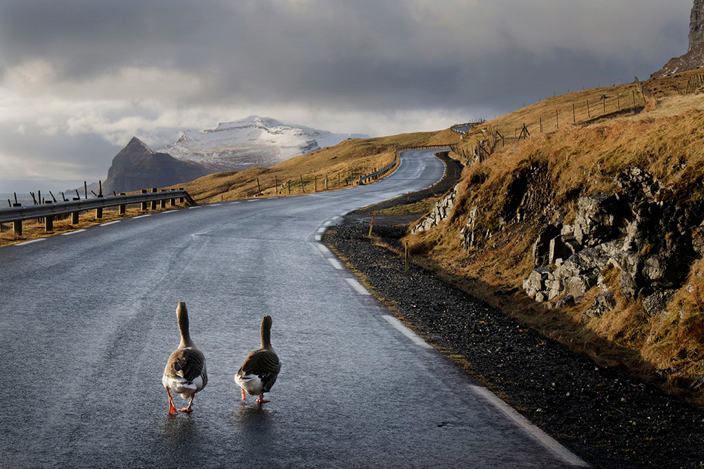 1020x680, 284 Kb / дорога, гусь, горы, скалы, фарерские острова, облака