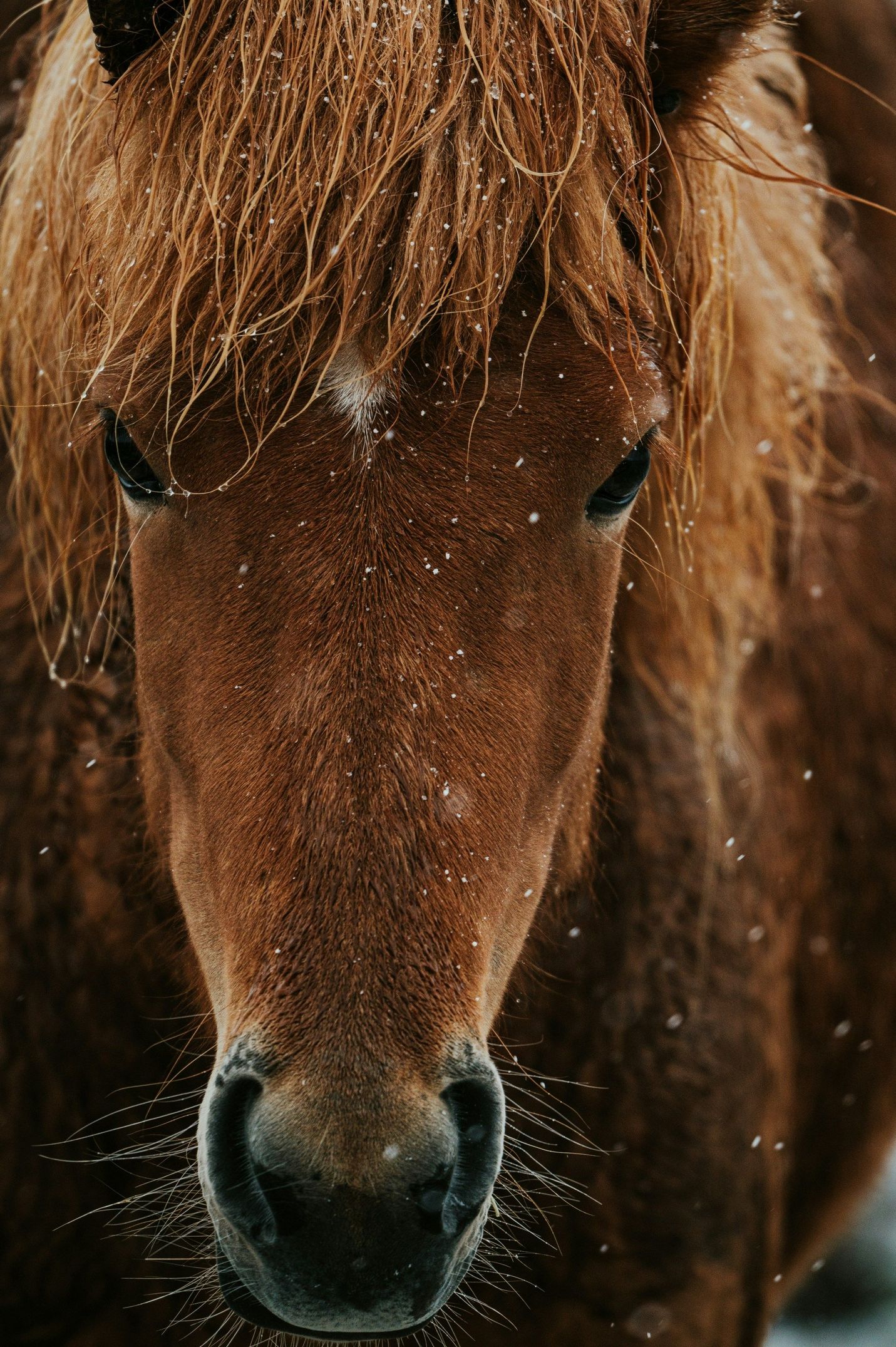1431x2151, 602 Kb / лошадка, конь, лошадь, челка, снег