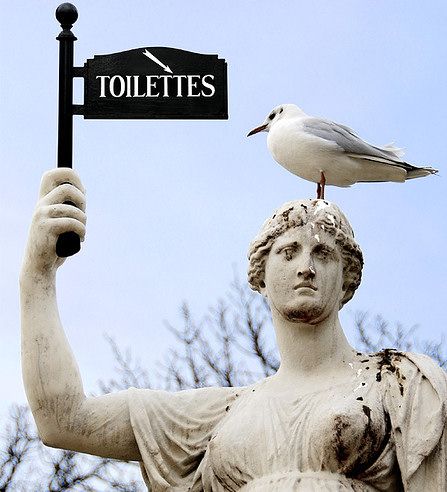 447x492, 42 Kb / статуя, туалет, чайка, указатель
