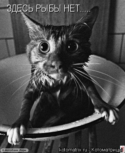 408x500, 44 Kb / кот, мокрый, ч/б