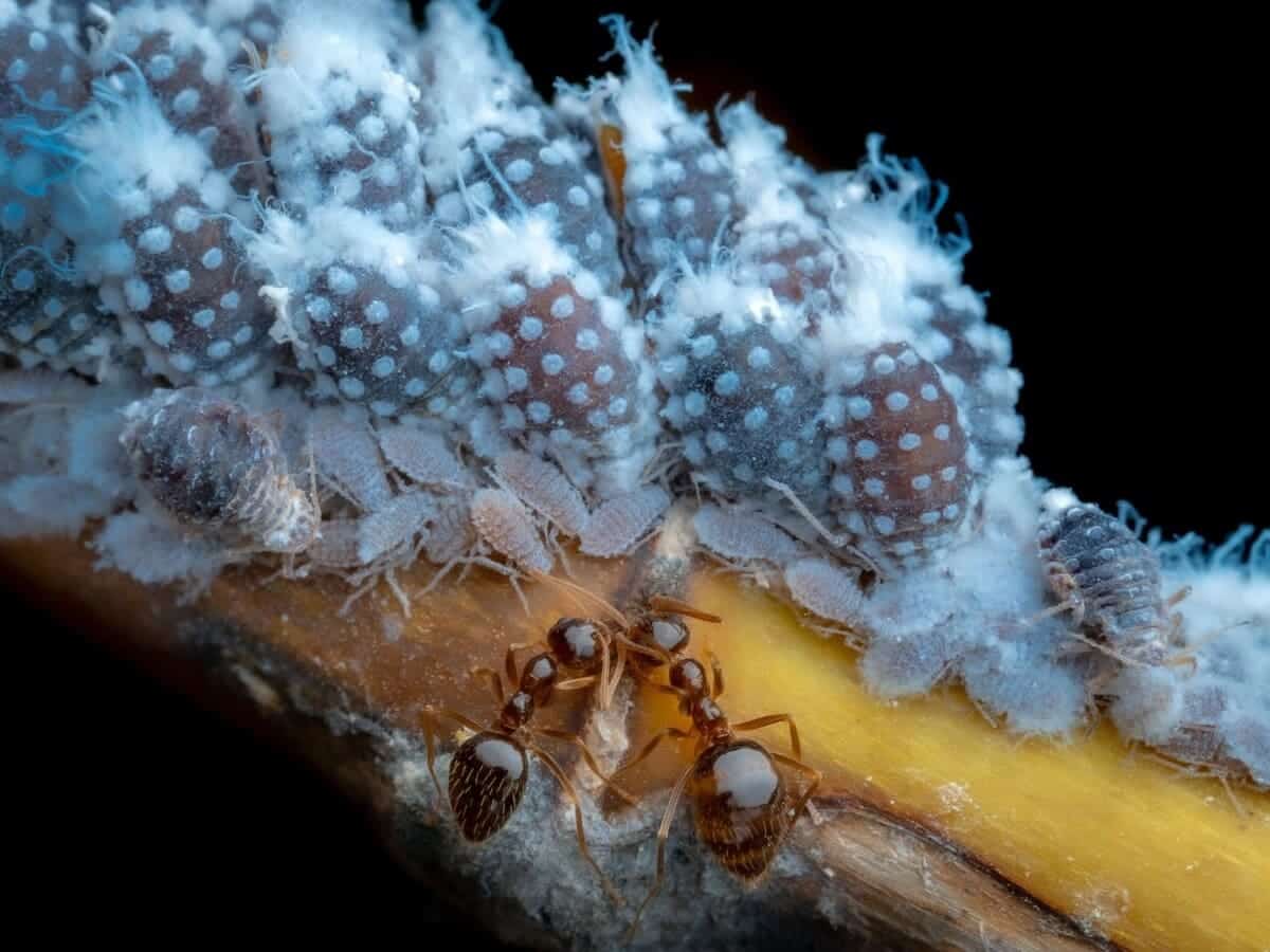 1200x900, 63 Kb / муравей, тля