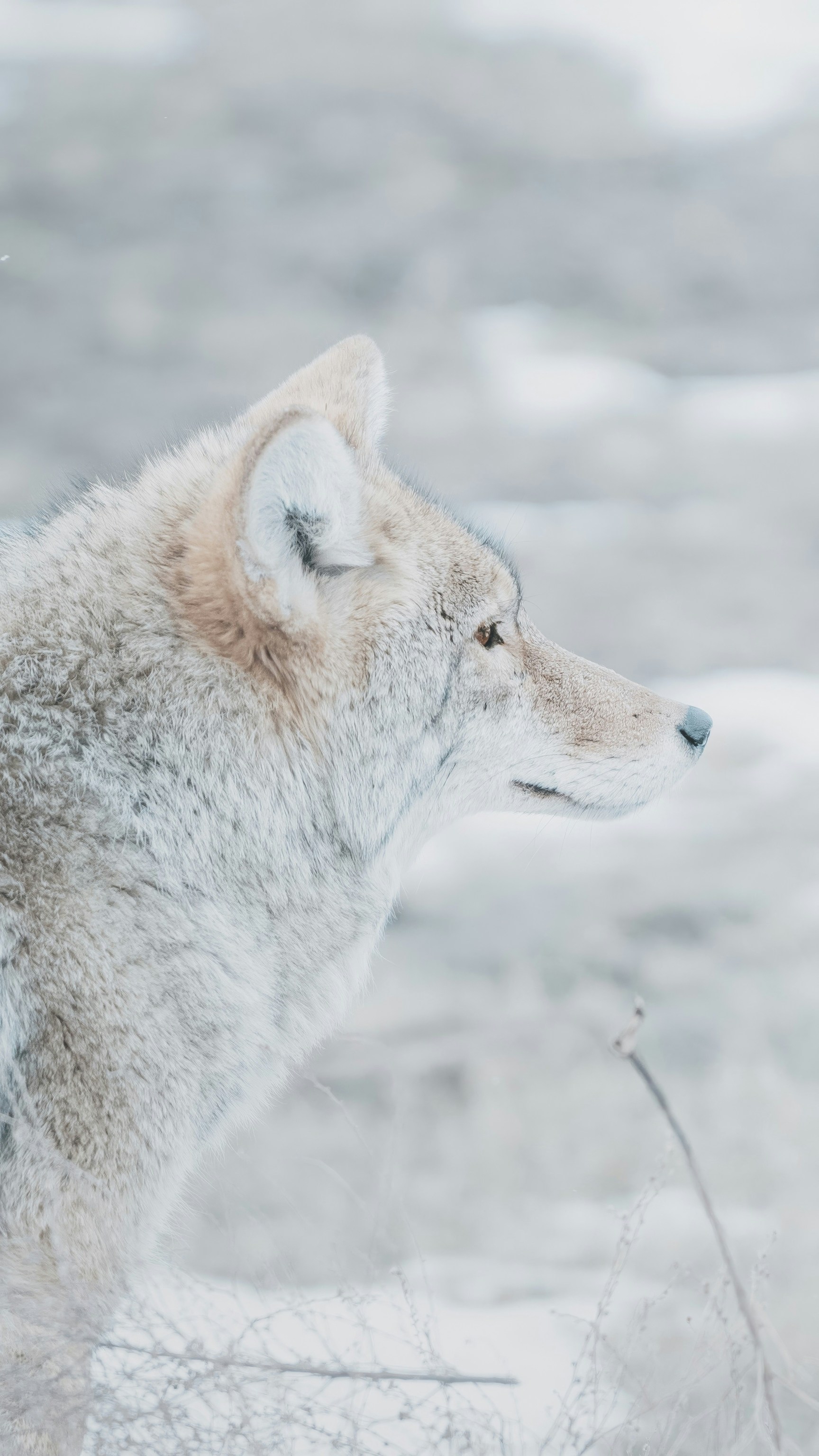 1728x3072, 602 Kb / волк