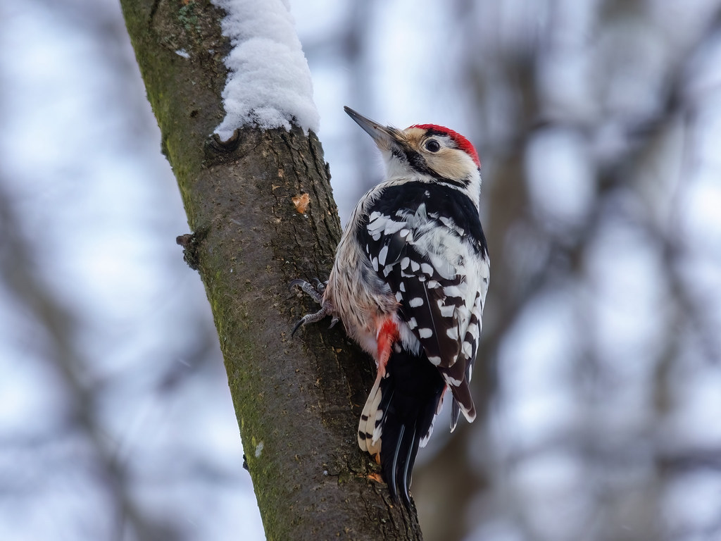 1024x768, 147 Kb / птица, дятел, дерево, ветка, снег