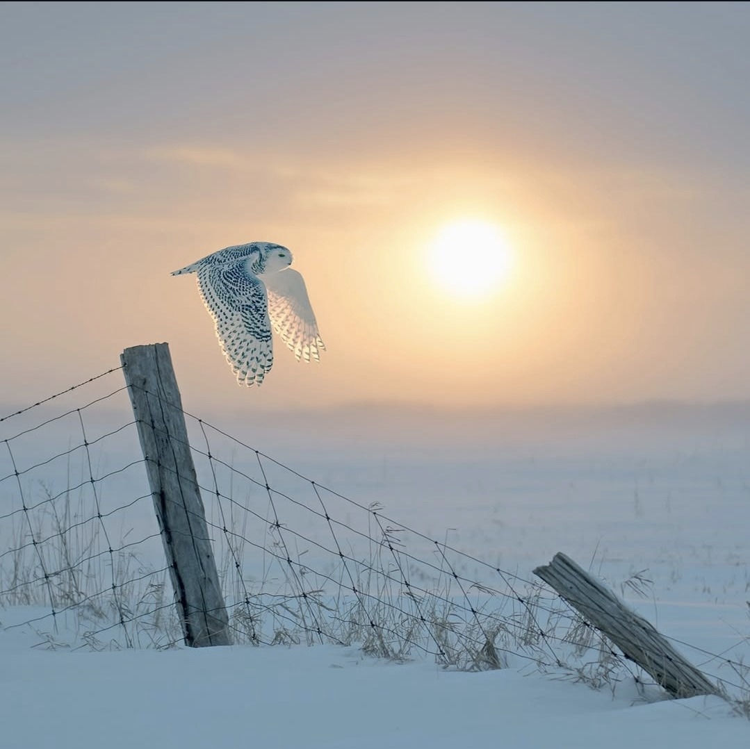 1079x1078, 141 Kb / сова, забор, столб, снег, полярная сова