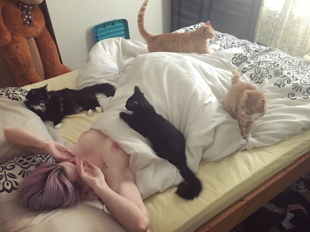 1280x960, 168 Kb / крашеная, лежит, тату, пирсинг, кровать, кот, кошка, игрушка, медведь