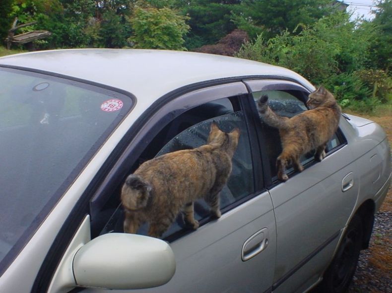 790x592, 75 Kb / коты, машина