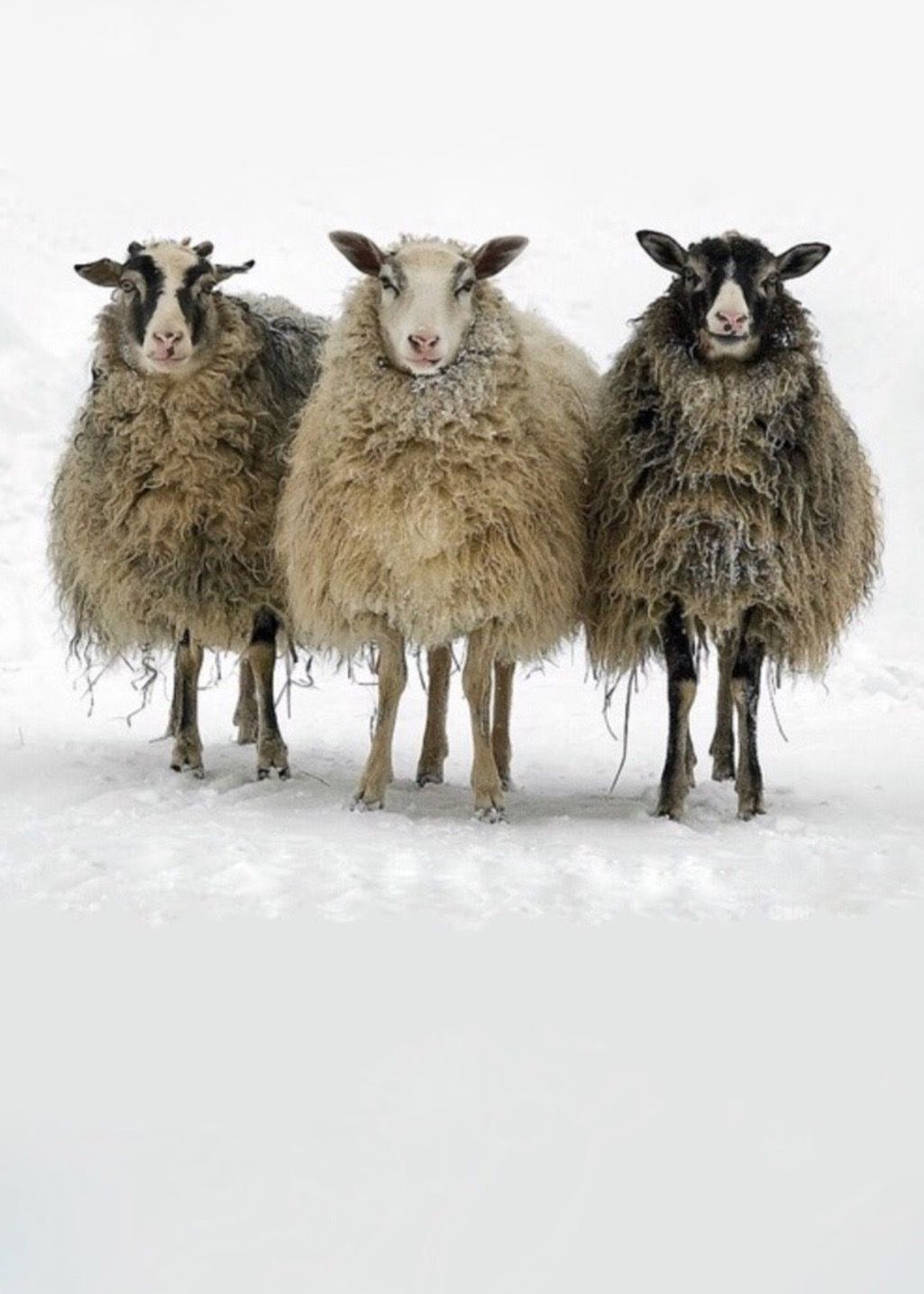 1025x1434, 122 Kb / Овца, три, снег