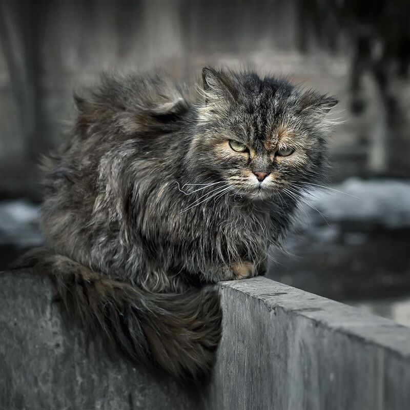 800x800, 93 Kb / Кот, взгляд, уличный, характер, портрет