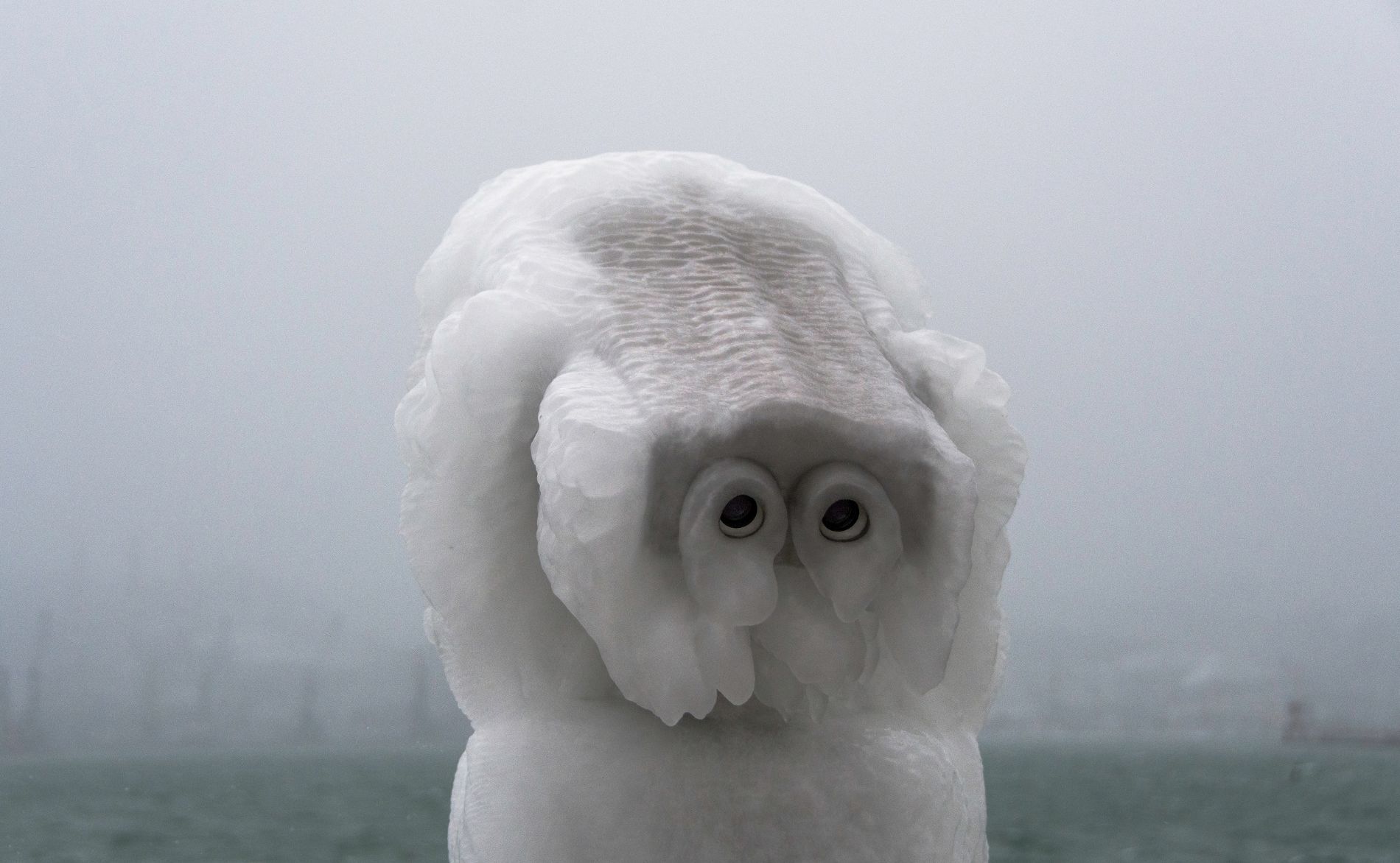 1900x1172, 185 Kb / обледенение, бинокль, морда, туман