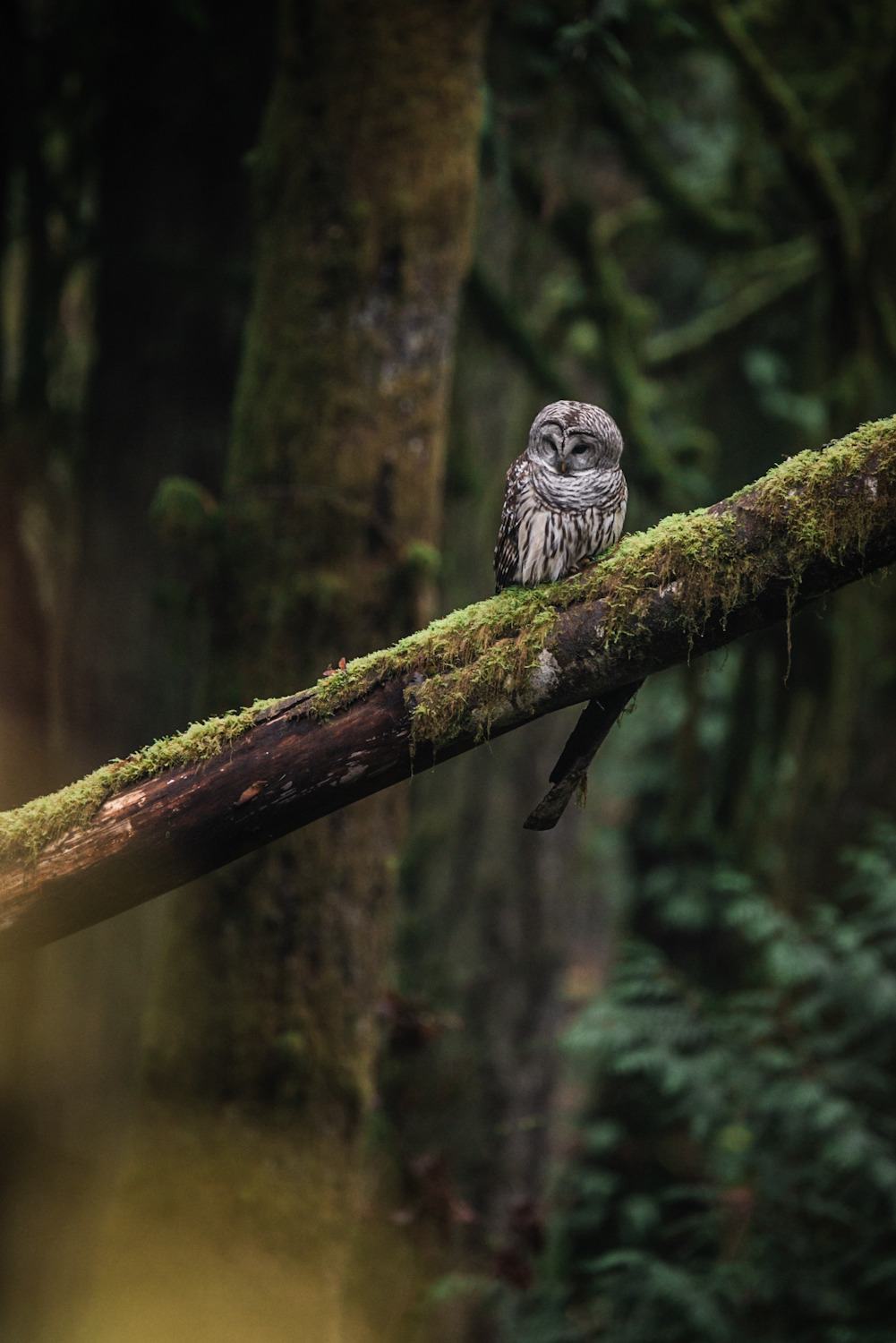 1001x1500, 313 Kb / сова, дерево