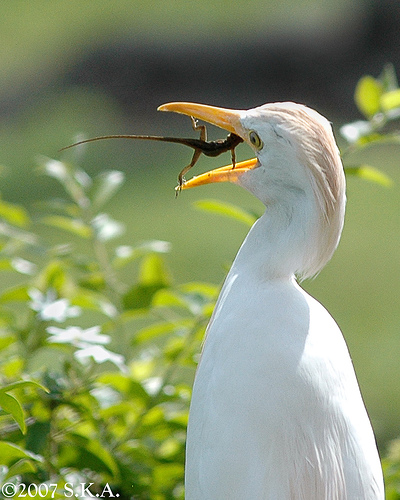 400x500, 119 Kb / никогда не сдавайся, ящерица, баклан