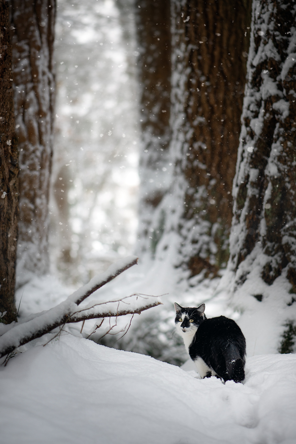 1181x1772, 419 Kb / кот, кошка, лес, дерево, снег