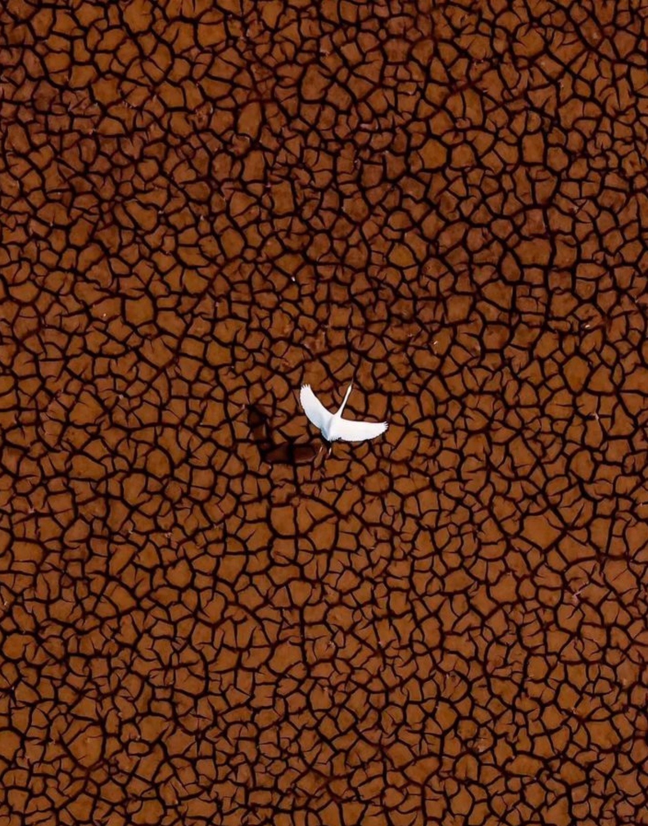 1265x1612, 561 Kb / журавль, птица