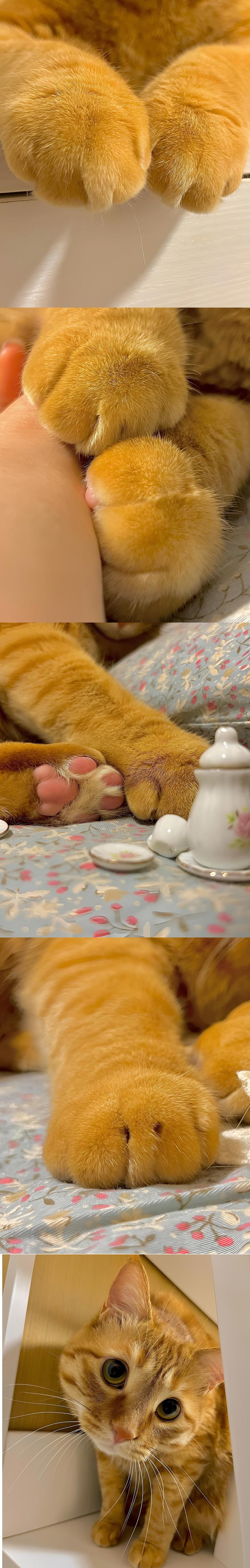 900x5654, 554 Kb / кот, рыжий, лапки