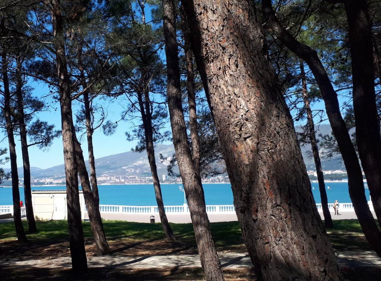 1219x900, 213 Kb / сосны,парк,море,набережная