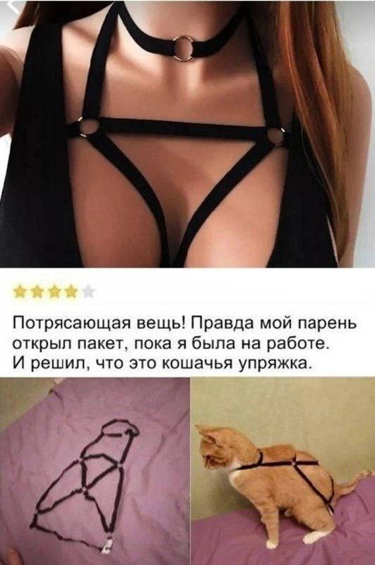 531x800, 56 Kb / портупея, груди, кот, кошка, упряжка