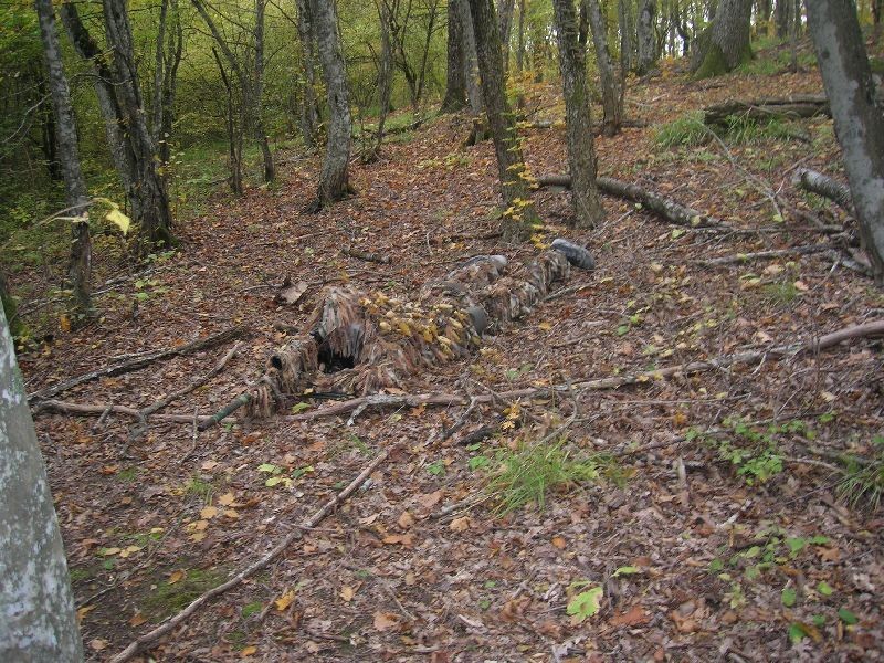 800x600, 229 Kb / лес,листва,показалось