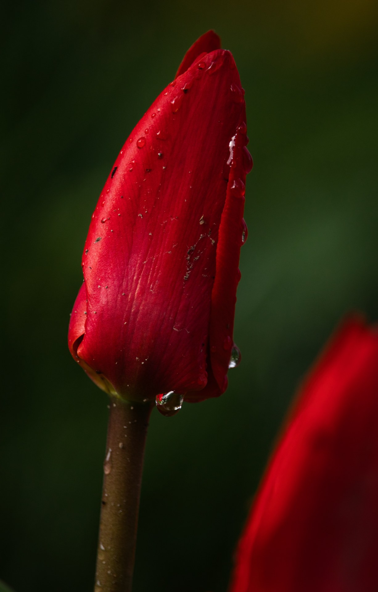 1226x1920, 168 Kb / Цветы, ландыши, красный, бутон, капля, роса, тюльпан