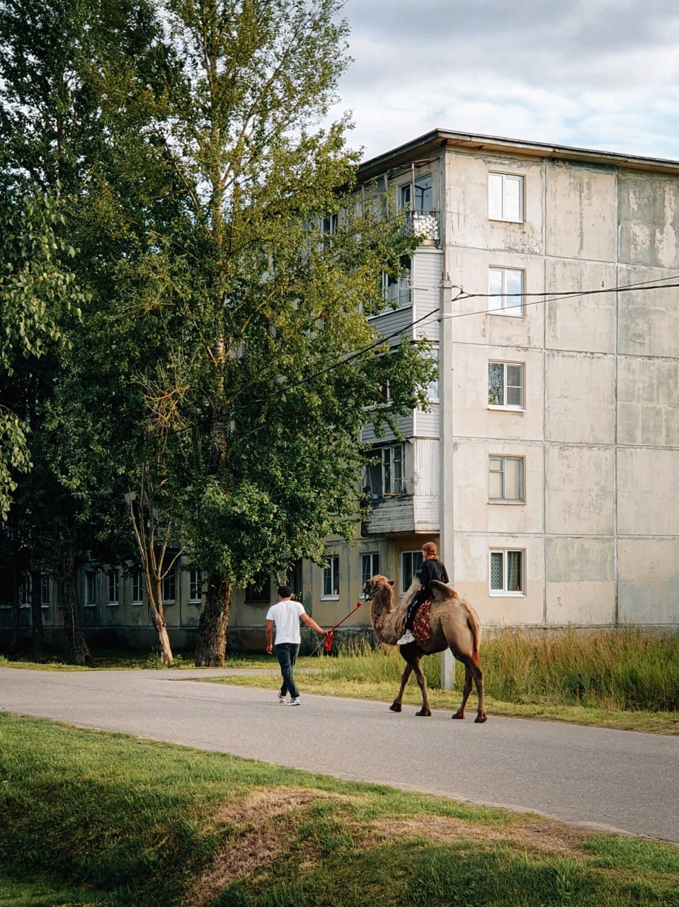 959x1280, 337 Kb / верблюд