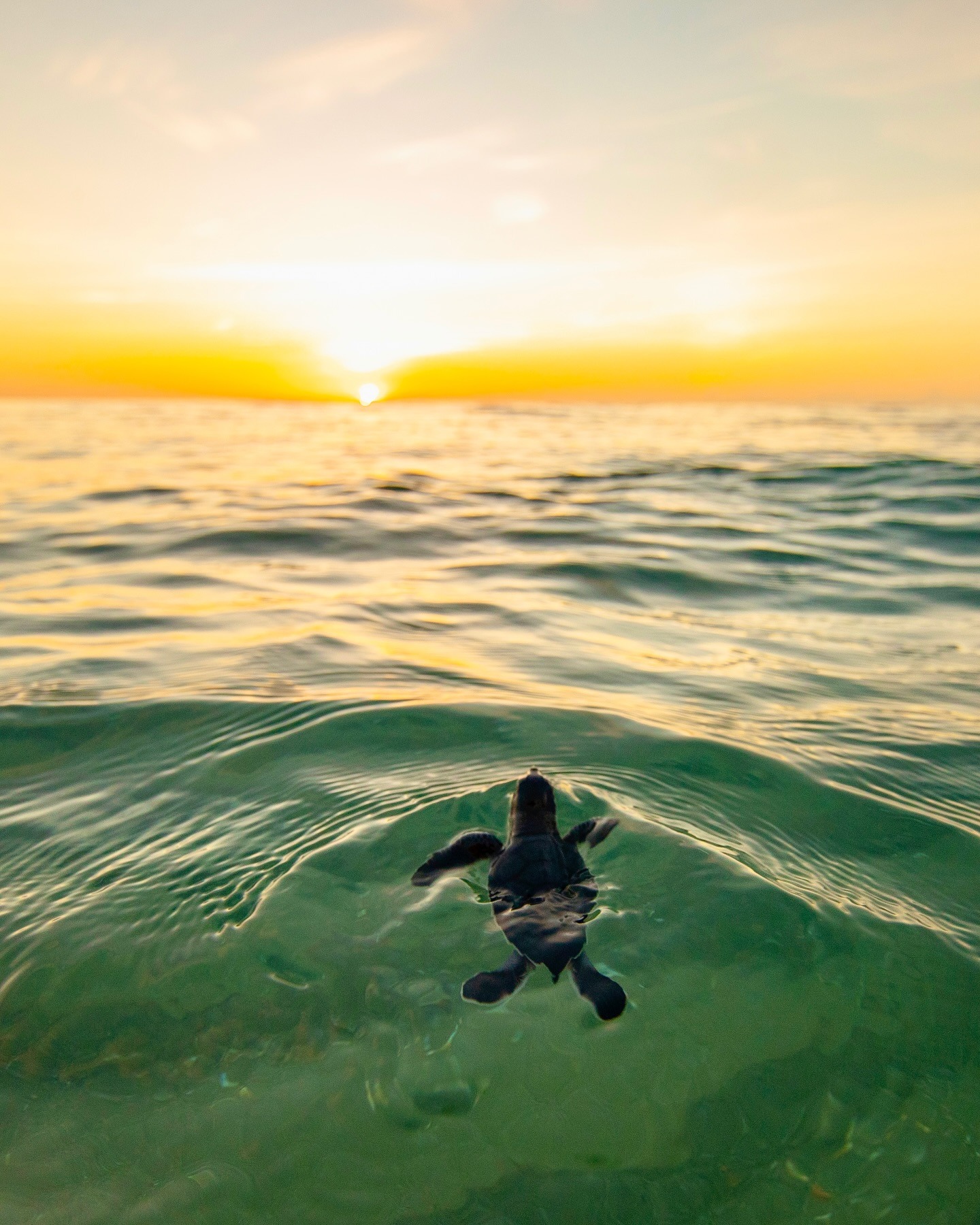 1440x1800, 564 Kb / Черепаха