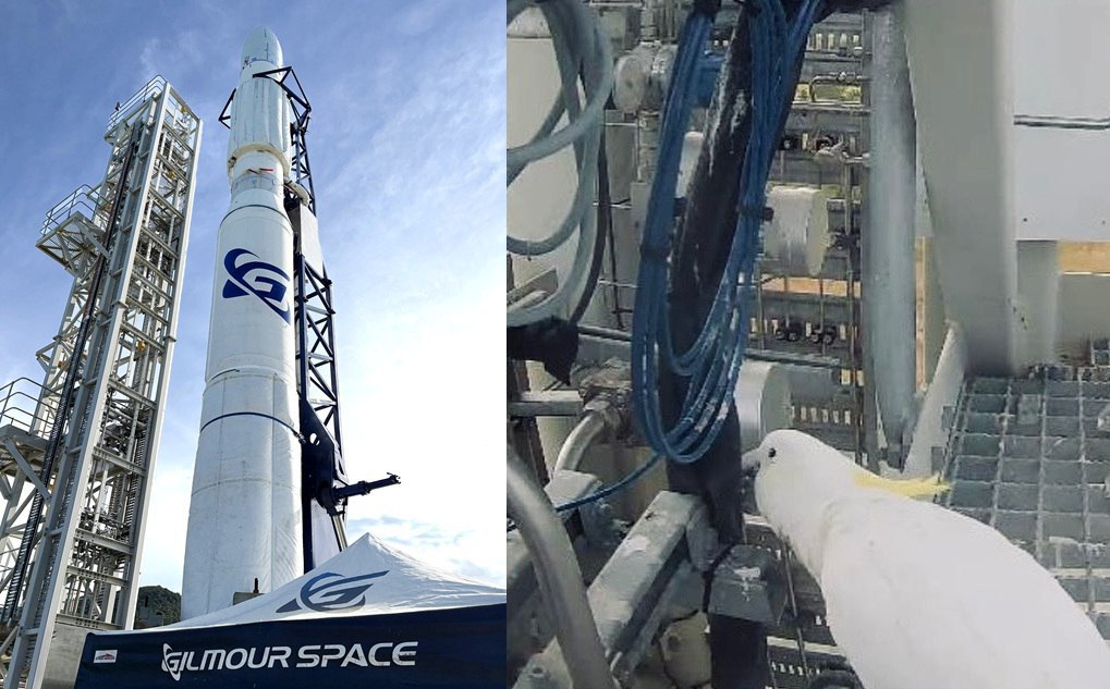 1019x633, 134 Kb / Ракета, какаду, попугай, Австралия