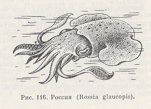 500x363, 120 Kb / россия, моллюск