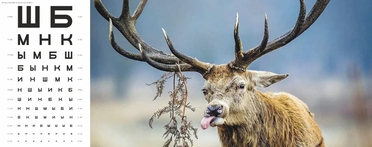 1280x507, 136 Kb / олень, трава , таблица, зрение