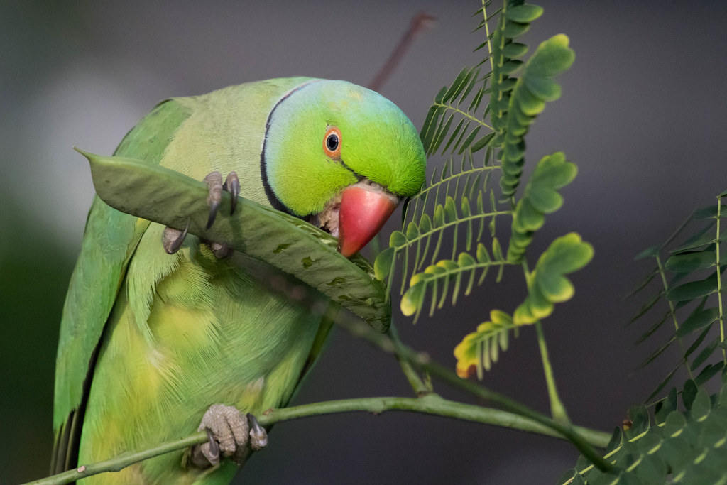 1024x683, 148 Kb / попугай, зеленый