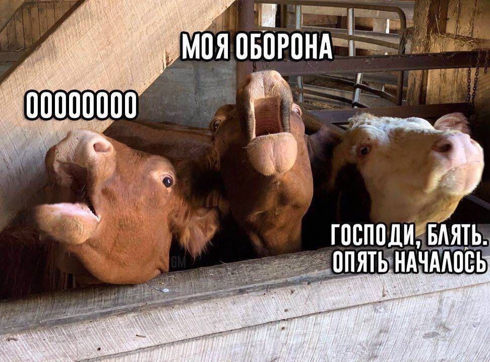 972x718, 143 Kb / гроб, гражданская оборона, корова, Летов