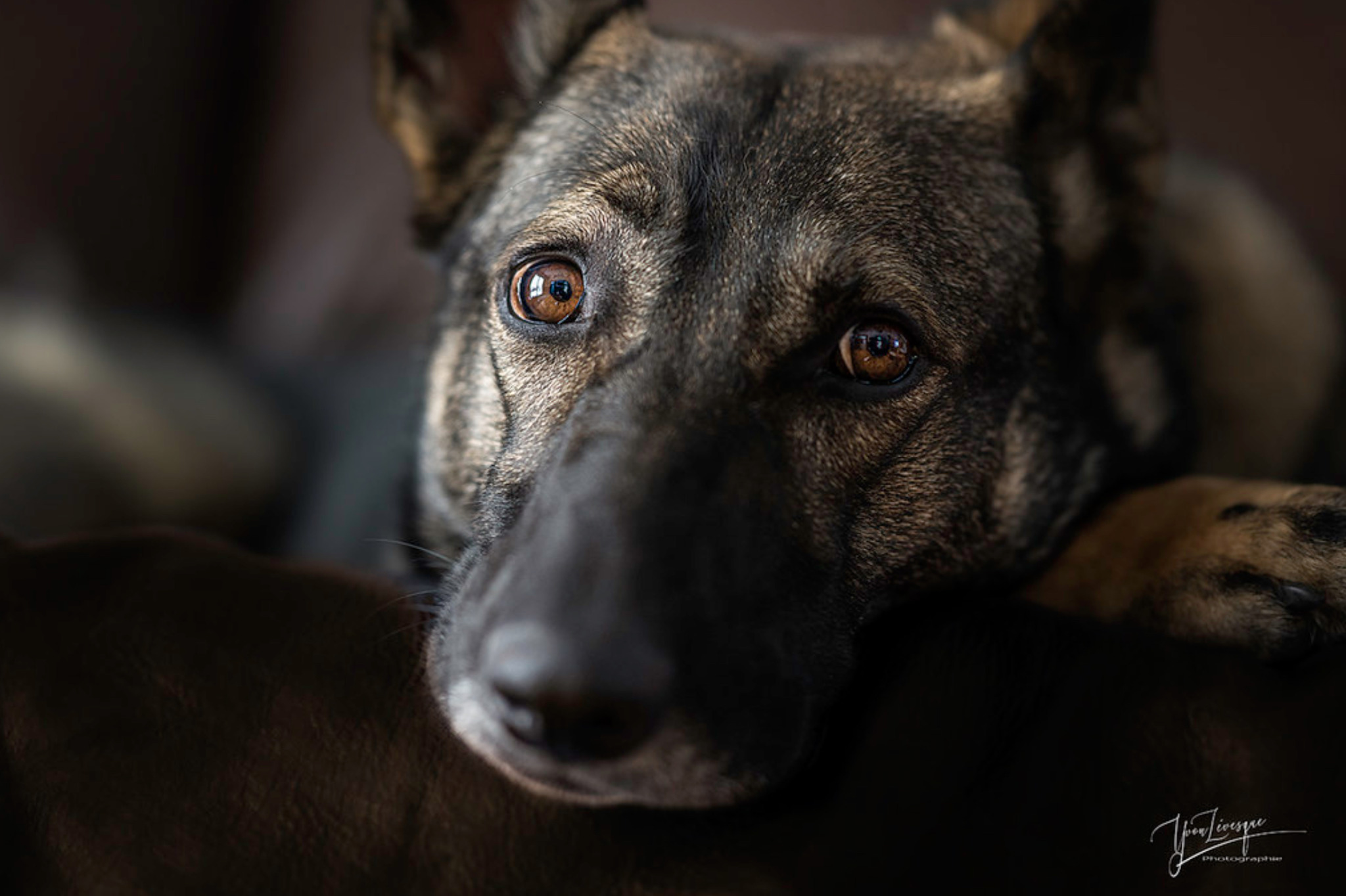 2048x1364, 354 Kb / собака