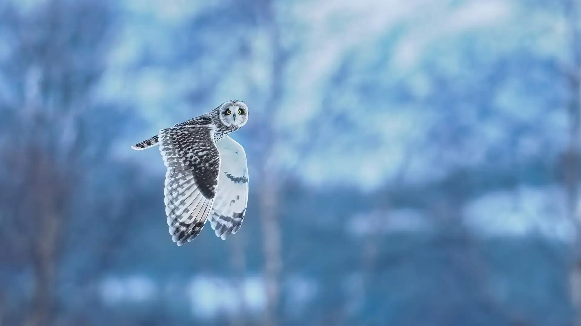 1920x1080, 84 Kb / сова