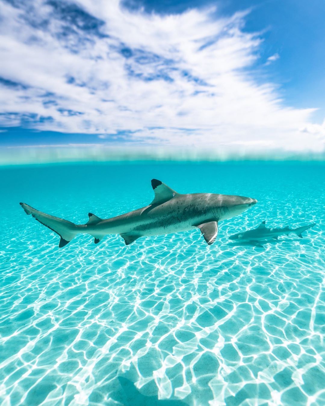 1080x1347, 192 Kb / акула