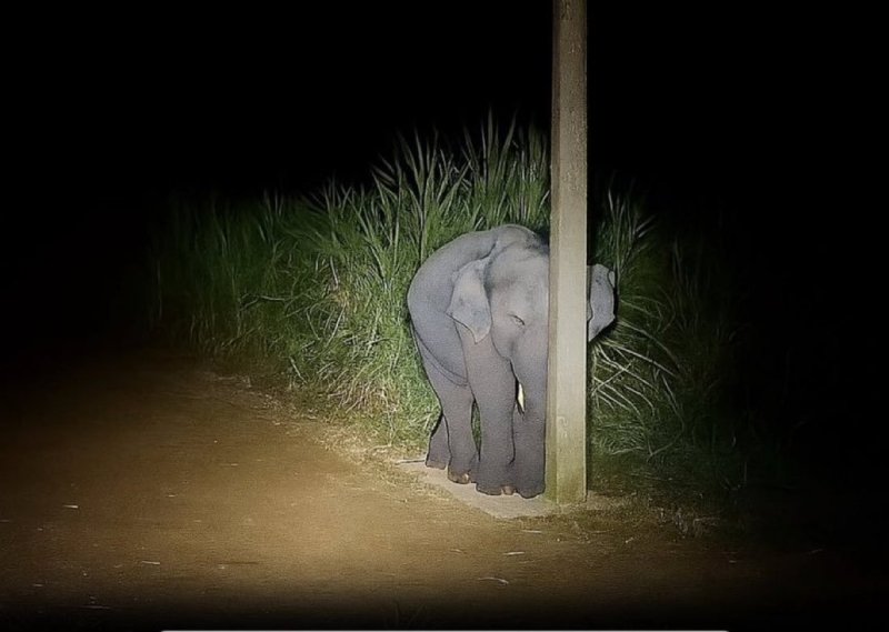 800x569, 55 Kb / ночь,слонёнок,столб,спрятался