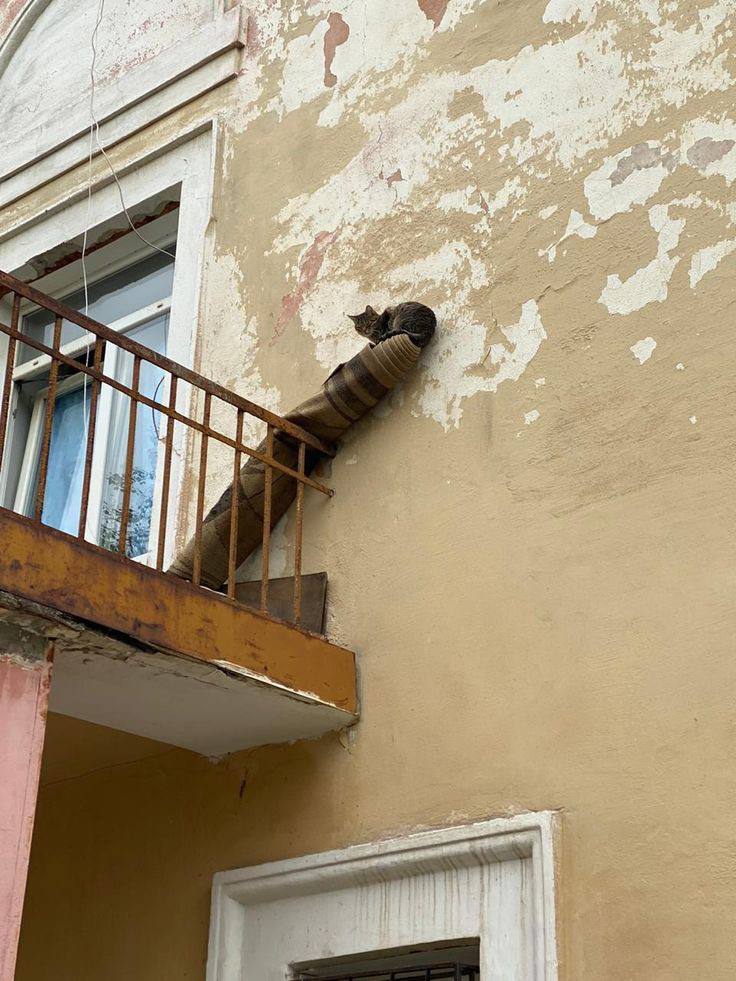 736x981, 112 Kb / кот, ковер, балкон, удобно