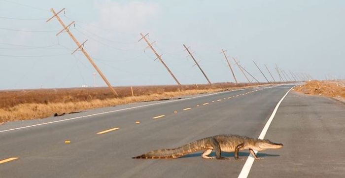 700x361, 26 Kb / крокодил, столбы