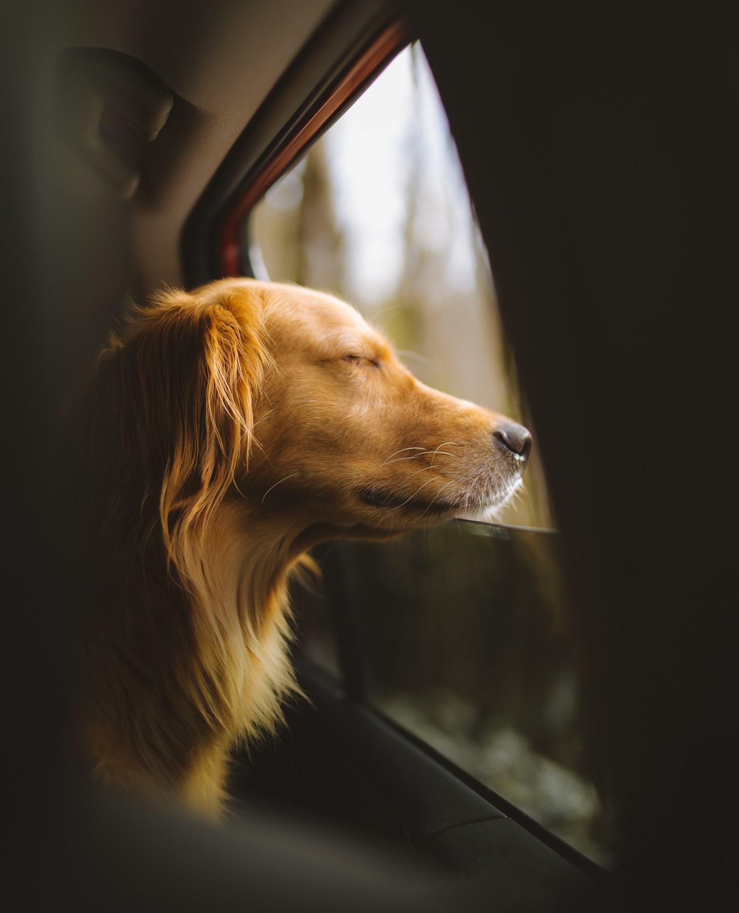 1440x1779, 205 Kb / собака, автомобиль