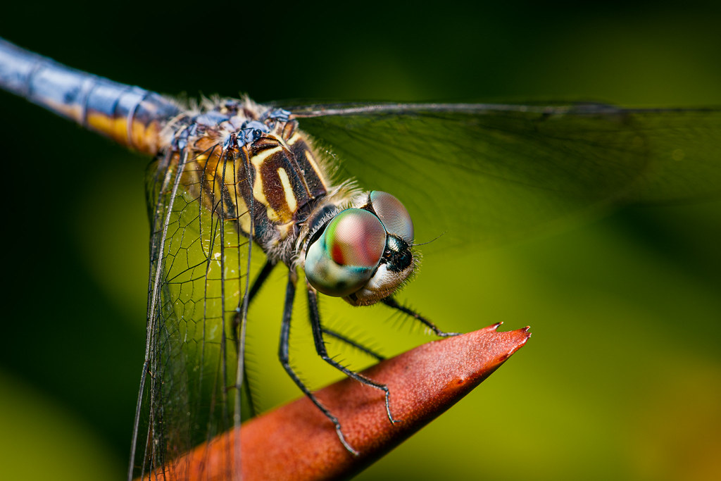 1024x683, 140 Kb / стрекоза,крылья,сетка,лист