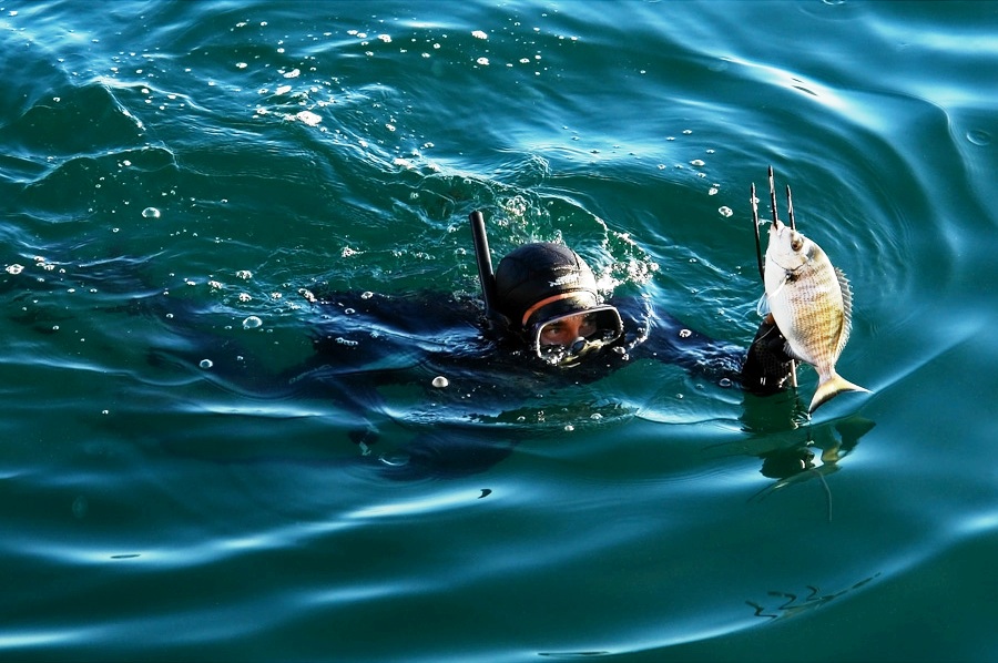 900x598, 184 Kb / дайвер, карась, хищник, рыба, море, гарпун