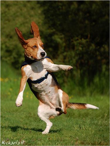 375x500, 30 Kb / собака, полёт