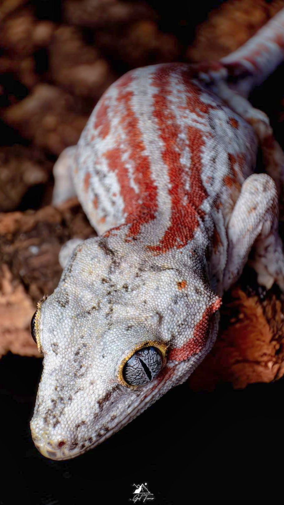 911x1620, 278 Kb / геккон, эублефар, бананоед, ящерица